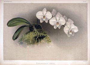 Phalaenopsis × leucorrhoda como sinónimo de London H. Sotheran and Co.